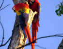 Scarlet Macaw 1 800