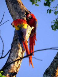Scarlet Macaw 1 800