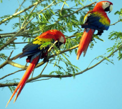 Scarlet Macaw 10 800