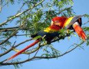 Scarlet Macaw 11 800