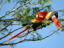 Scarlet Macaw 11 800
