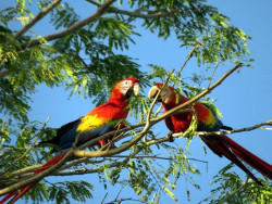 Scarlet Macaw 15 800