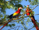 Scarlet Macaw 16 800