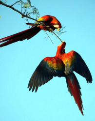 Scarlet Macaw 17 800