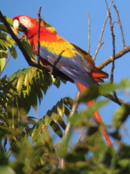 Scarlet Macaw 21 800