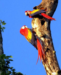 Z  Scarlet Macaw 2A 800