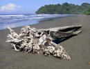 1.  old tree on a beach in osa  mf  800