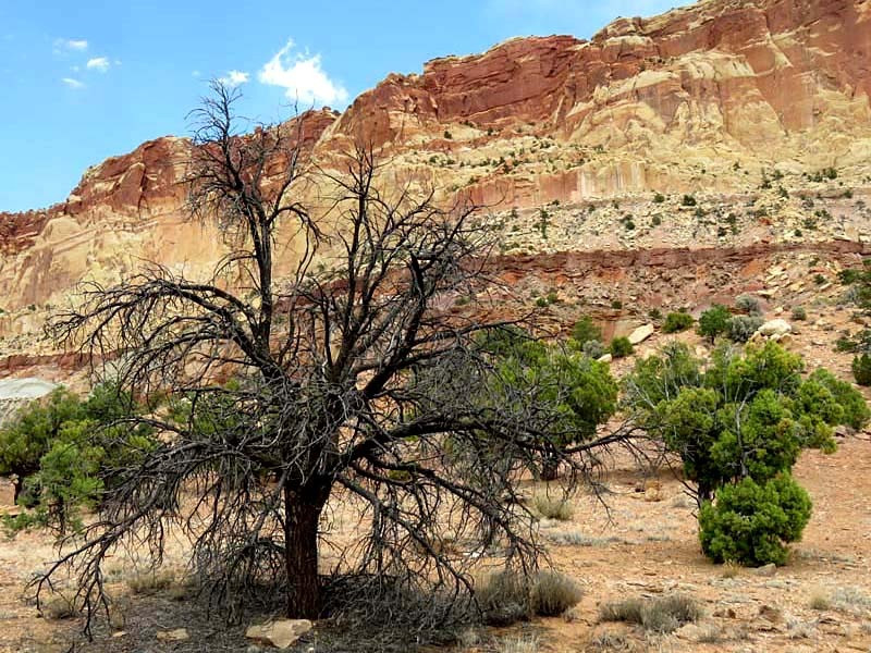34. desert tree in utah 2 800