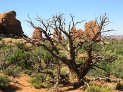 35. desert tree in utah 3 800