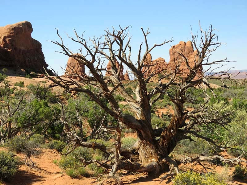 35. desert tree in utah 3 800