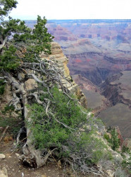 42. grand canyon 800