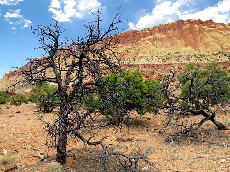 48. dersert tree in utah 800