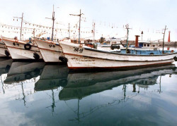 53 fishing boats in south korea 800