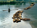 99 herding ducks in southern china 800