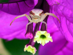 1 A cute spider laying trap in a flower in Brazil 800