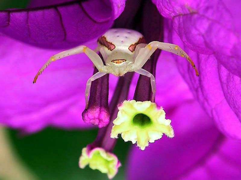 1 A cute spider laying trap in a flower in Brazil 800