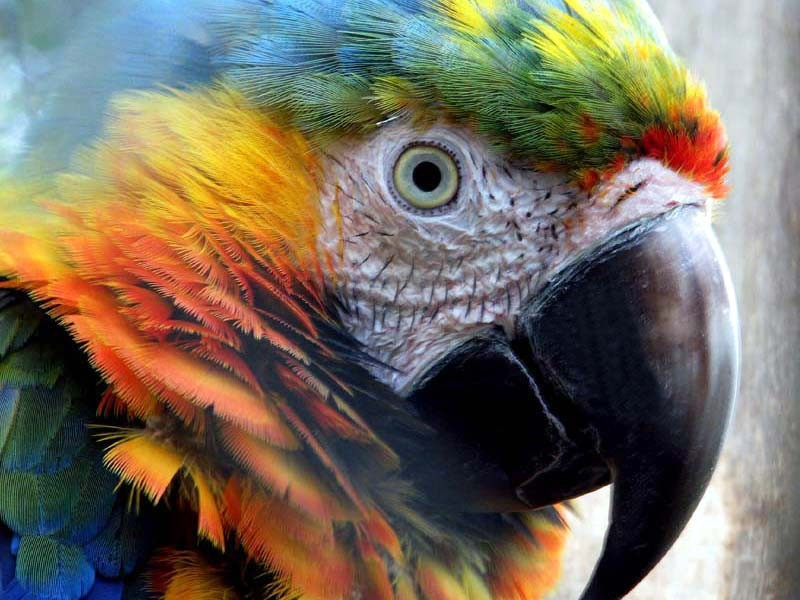 1 Close up of a beautiful male family parrot in Costa Rica. 800