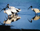 10 Group of ibises looking for food in Australia 800