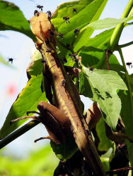 11 Camillion catching flies in El Salvador 800