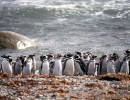 11 Magellanic Penguins in Chile 800