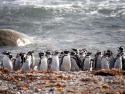 11 Magellanic Penguins in Chile 800