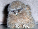12 Baby Screech Owl in Costa Rica 800