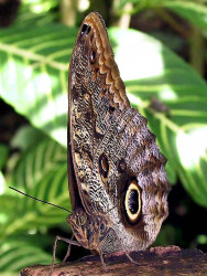 13 Euroliochus butterfly from Costa Rica 800