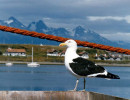 13 Pacific Gull in Patagonia in Argentina 800
