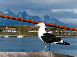 13 Pacific Gull in Patagonia in Argentina 800