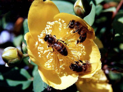 14 Honey bees collecting nectar 800