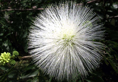 Unidentified Flowers