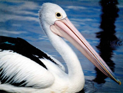 17 Portrait of a Pelican on a dock in Australia 800
