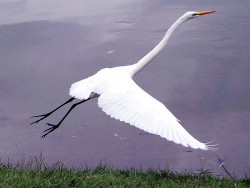 18 Taking off   a Great Egret in El Salvador 800