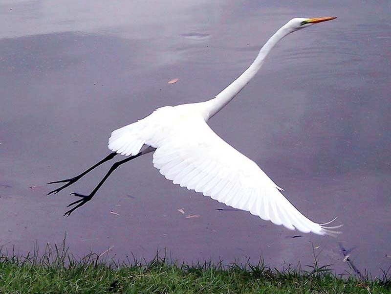 18 Taking off   a Great Egret in El Salvador 800