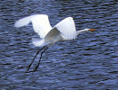19 Great Egret caught in mid air flight 800