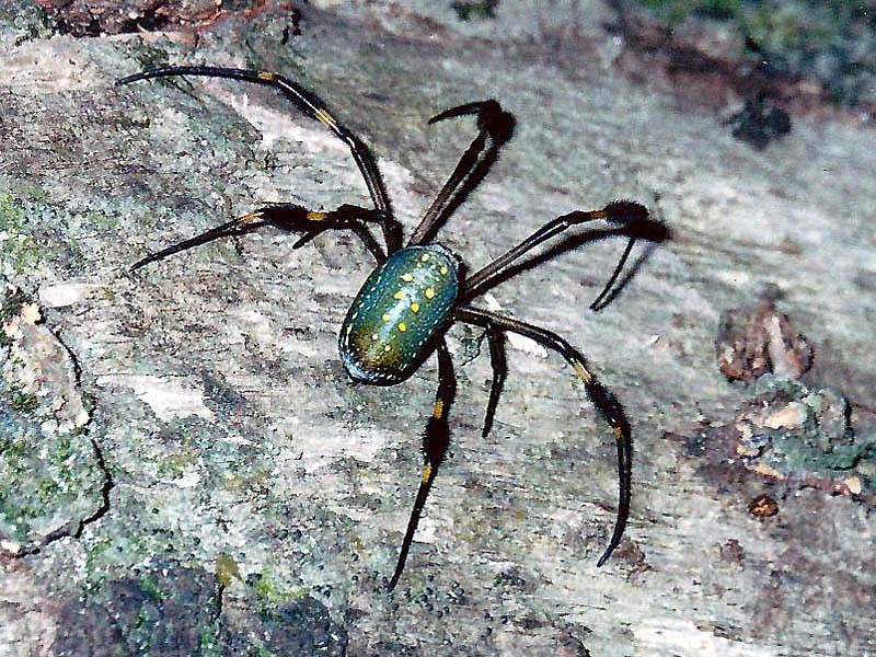 2 Golden Orb Weaver 800