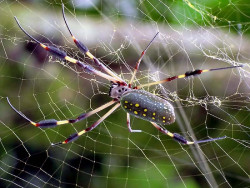 3 Golden Orb Spider in his web 800
