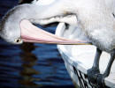 40 Pelican pecking at himself in Australia 800