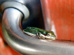 5 Tiny frog resting on a door handle in Papua New Guinea 800
