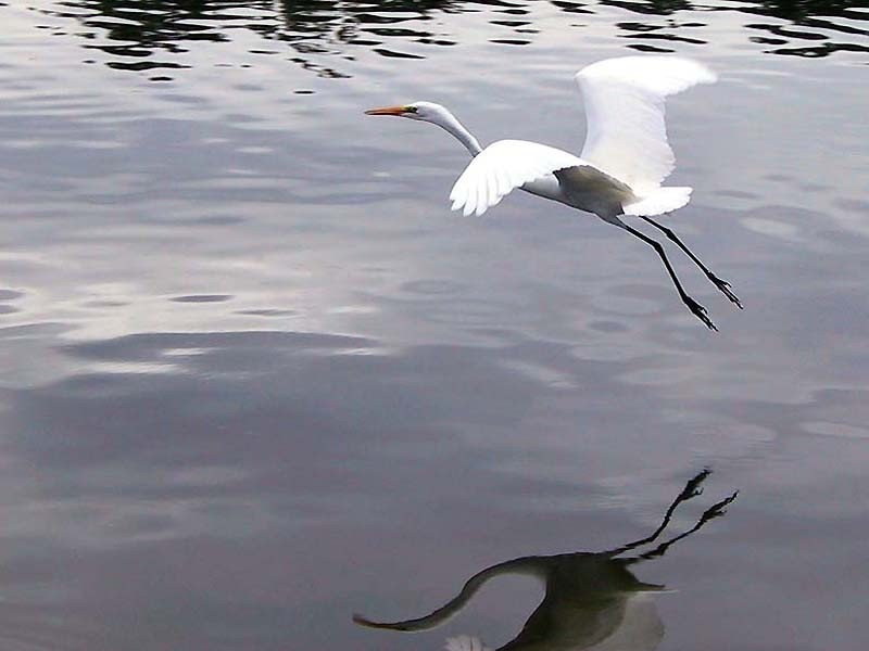 6 Great Egret taking to flight in El Salvador 800