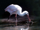 7 Spoonbill fishing for food in New Zealand 800