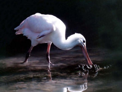 7 Spoonbill fishing for food in New Zealand 800