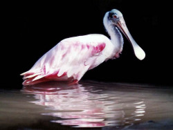 birds honduras 2 800