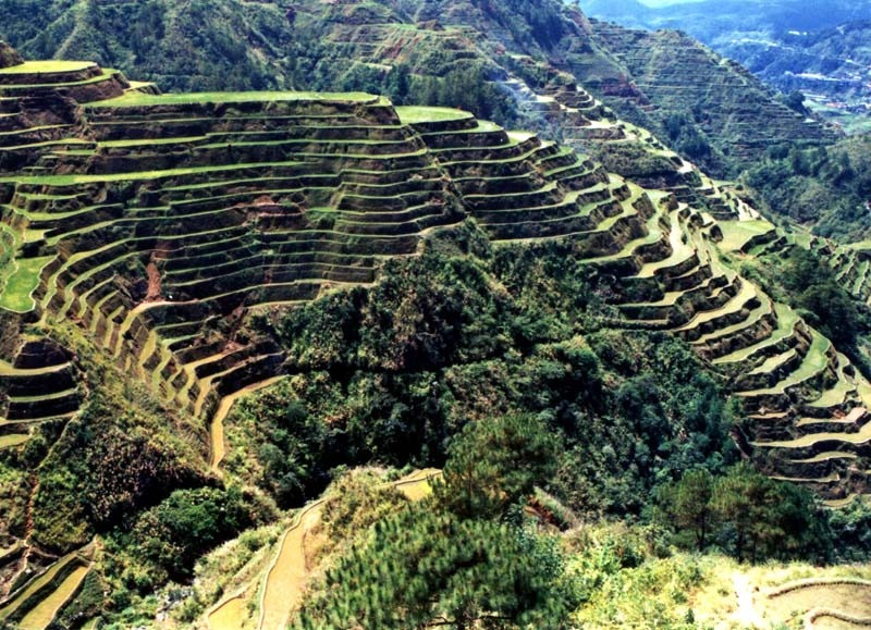 16a milleniums of rice production in the philippines 800b