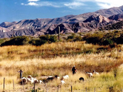 28 sheep herding in the northern desert of argentina 800