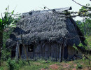 60 bamboo hut in papua new guinea 800