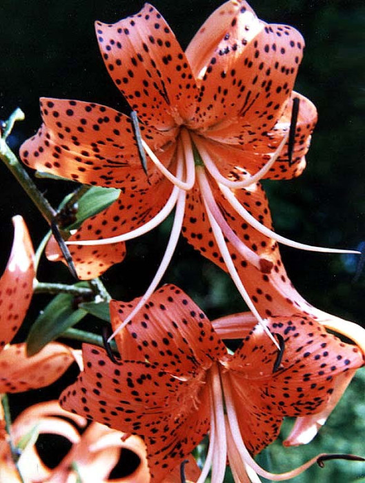 101 can you identify this flower 800