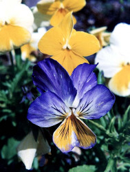 102 can you identify this flower 800