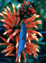 104 can you identify this flower