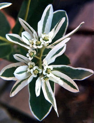 22 can you identify this flower  7  800